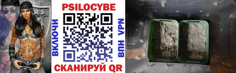 Купить  Ковров  Псилоцибиновые грибы Psilocybe